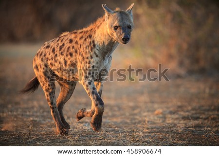 Hyena running

