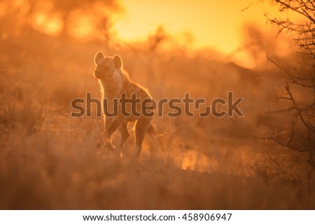 Hyena running
