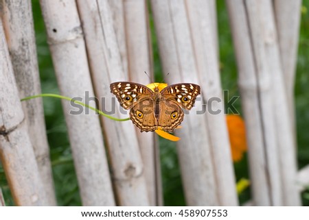 Butterfly on orange cosmos flower that stick out of the bamboo fence