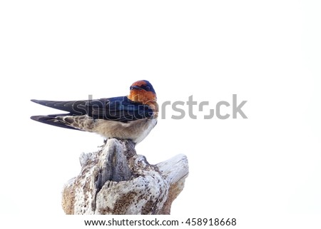 Barn Swallow bird on white background,select focus with shallow depth of field