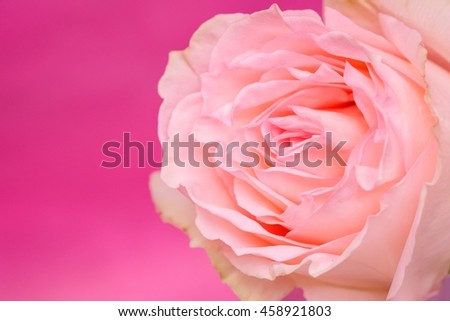 Beautiful pink roses on pink background
