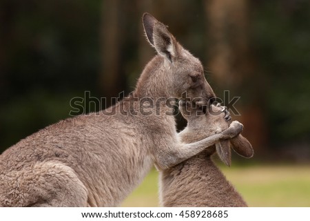 Kangaroo mother being affectionate to baby