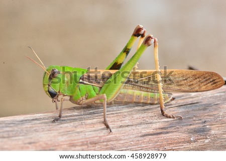 Grasshopper  standing on wooden Royalty-Free Stock Photo #458928979