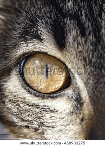 Cat eyes close up photo