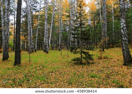 Autumn forest landscape, botanical garden