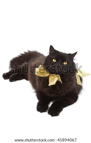 black cat wearing golden bow isolated