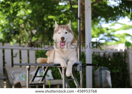 Siberian husky sitting on grooming table, happy dog