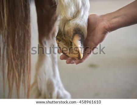 Hooves problem Royalty-Free Stock Photo #458961610