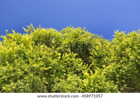 Green tree and Blue sky