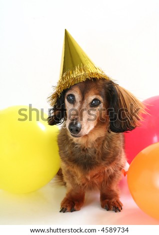 Birthday dog, part of a series of holiday pictures featuring the same dog. (Studio shot)