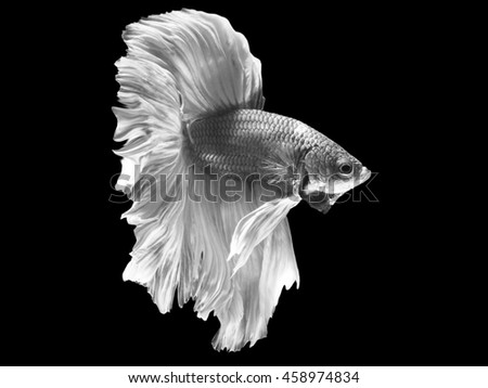 Crown Tail Betta Fish, or Siamese Fighting Fish Swimming from Left to Right in Black and White Tone.