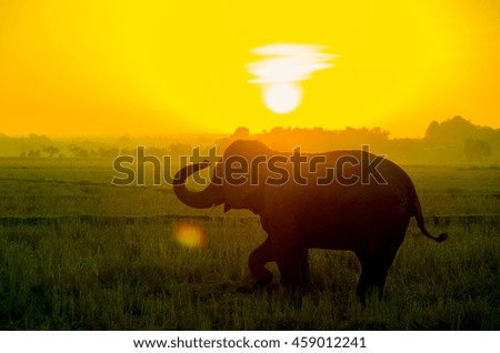 Silhouette Young Elephant on sunrise. Shadow of elephant in an early morning.
