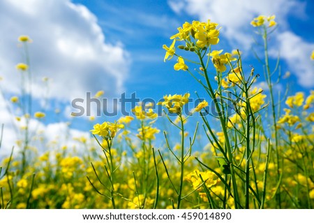 Rapeseed (Brassica napus), also known as rape, oilseed rape, rapa, rappi, rapaseed. Field of bright yellow rapeseed in summer. Blue sky with clouds in background. Finland  Royalty-Free Stock Photo #459014890