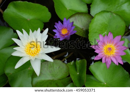 lotus flower and lotus flower plants