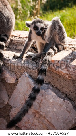 Picture of a cute and funny baby lemur sitting on a log scratching itself