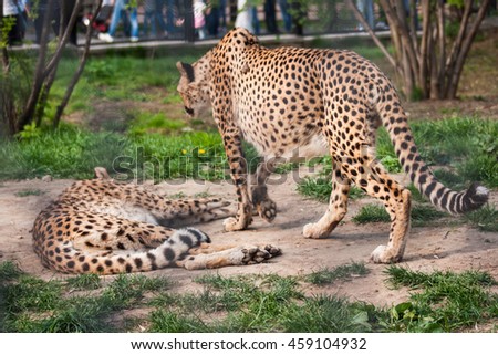 Picture of a couple of cheetah's enjoying relax time in the Moscow zoo