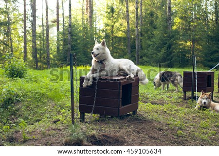 Dog husky in the woods sitting on the doghouse. Forest nursery for animals