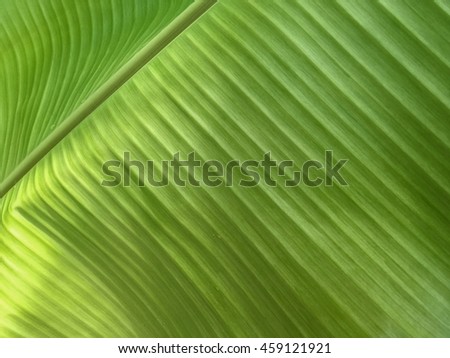 Closeup of banana leaf texture background