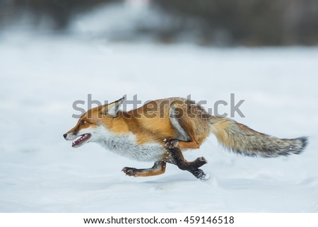 Fox Vulpes vulpes in a winter landscape