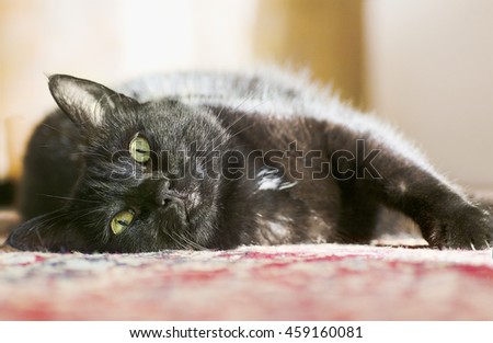 a black cat lies on the carpet of red colored in Home and is resting in sunlight, looking at you