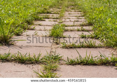 Grass Growing In Road Of Cement Tiles In Garden Close Up. Struggle Weeds. 
