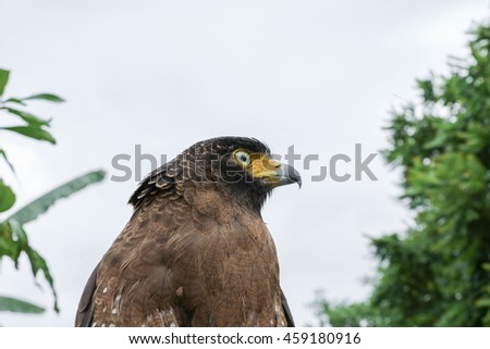 eagle closeup or falcon Peregrine beautiful 