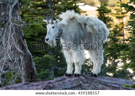 Adult Mountain Goat Stands on top of Rock amid pine trees