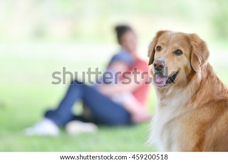 Golden retriever dog in park, people in background