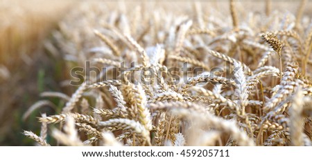 golden ripe ears of wheat ripened for harvest photo for micro-stock