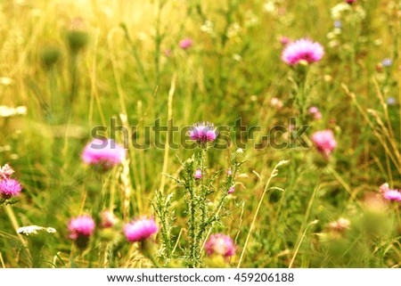  beautiful wild flowers on a sunny meadow photo for micro-stock
