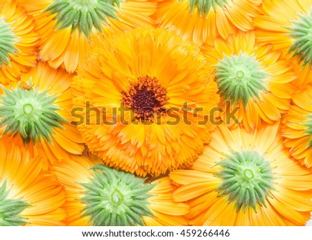Orange calendula or marigold flower heads. Flower background.