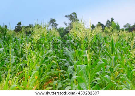a selective focus picture of corn flower in agriculture corn filed