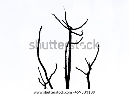 Tree branch silhouette on a white background-Isolate photo.