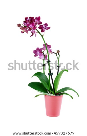 Purple Phalaenopsis Orchid Flower in a flower pot isolated against a white background with clipping path included. Also known as the Moth Orchids.