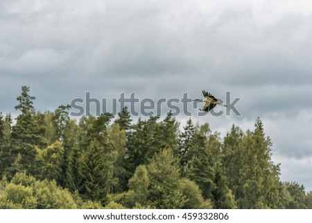 Flying Stork over the Forest. Cloudy Blue Sky.