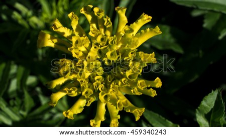 Yellow Calendura Bud