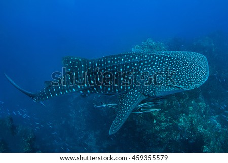 Whale shark in Richelieu Rock, North Andaman, Thailand Royalty-Free Stock Photo #459355579