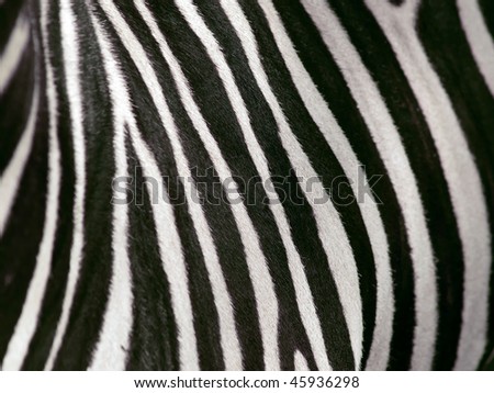 shallow depth of field view of zebra stripes