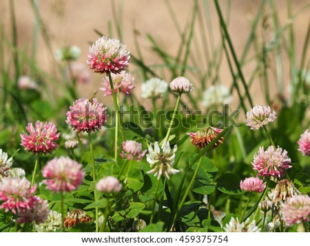 pink clover meadow