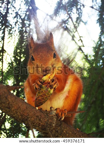 Squirrel eating cone