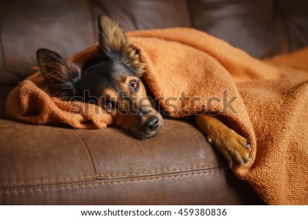 Black and brown mix breed dog lying down under orange blanket on leather couch facing camera while looking bored lonely sick sad guilty pampered spoiled at home Royalty-Free Stock Photo #459380836