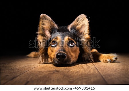 Black brown mix breed dog canine lying down on wooden floor isolated on black background looking up with perky ears while curious watching patient wanting hungry focused begging wishing hoping  Royalty-Free Stock Photo #459381415