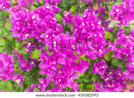 purple bougainvillea flower in colorful color in garden