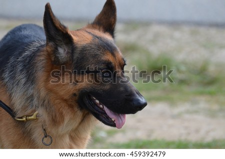 Beautfiul purebred German shepherd dog on a leash.