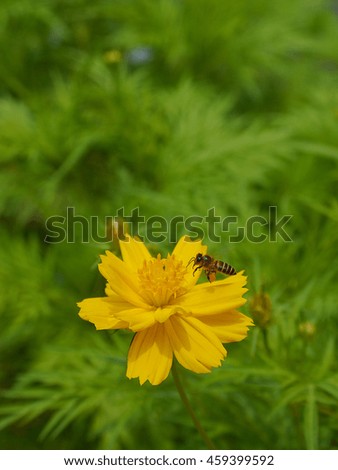 Cosmos flowers and bee