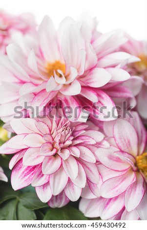 Macro Close up of Pink Dahlia Flowers