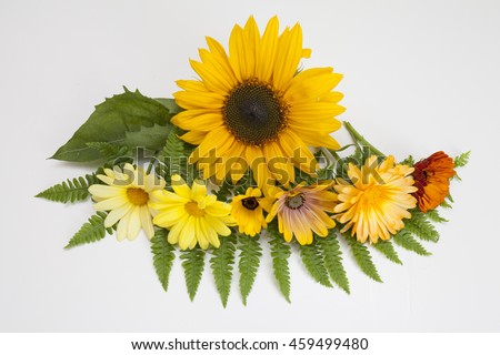 daisies aligned forming a gradient from yellow to red on fern leaf on a white surface with a beautiful big yellow sun flower on the background
