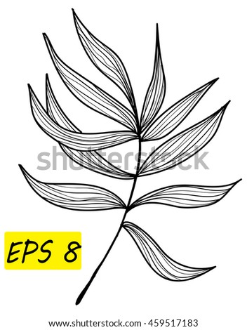 Palm leaf. Vector freehand drawing in vintage style .