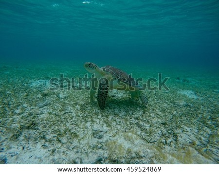Isolated sea turtle