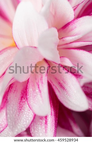 Macro Close up of Pink Dahlia Flower Petals